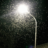 Report regarding the white moth invasion